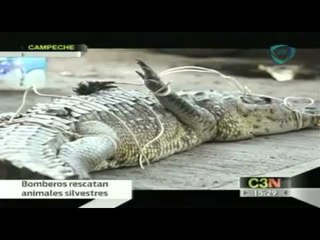 Se encuentran un halcón y un cocodrilo silvestre perdidos en Campeche