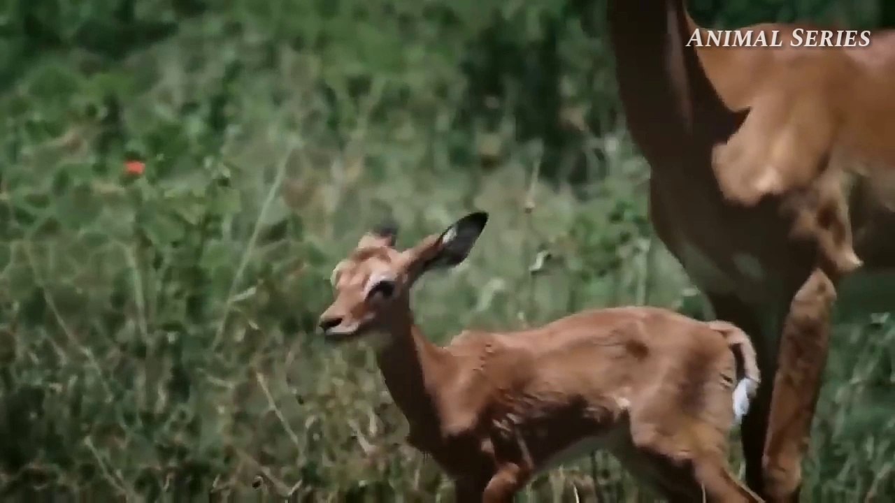 Snake hunting Deer | Animal Series dailymotion | Animal Fight Seen & hunting Lion