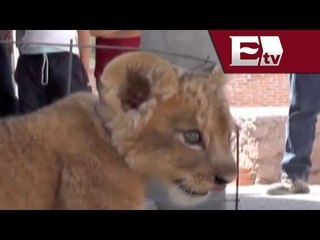 Resguardan a cachorro de león asegurado durante detención de su dueño en SLP / Excélsior Informa