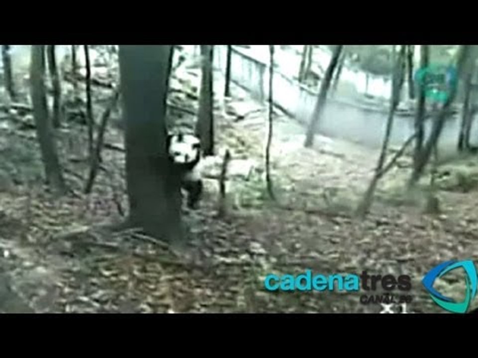Osos panda sufren susto por sismo y reciben atención psicológica