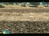 Hectáreas afectadas por sequía en Guanajuato