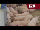 Descartan problemas graves por epidemia porcina en Puebla / Excélsior en la media