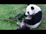 Muere la panda más longeva del Zoológico de Chapultepec