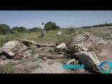 Miles de hectáreas afectadas por sequías en Guanajuato; mueren vacas por calor en Aguascalientes
