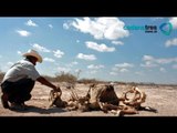 En Guanajuato 125 mil hectáreas se han visto afectadas por las sequías