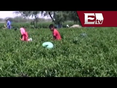 Realizan operativo para supervisar condiciones de jornaleros en Guanajuato