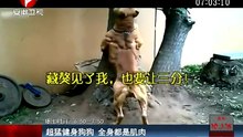 超猛狗界 阿諾史瓦辛格