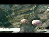Choque de globos aerostáticos ocasiona la muerte de 3 personas