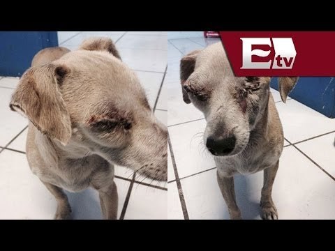 Hombre golpea a su perra por matar a un pollo en Baja California Sur / Titulares Vianey Esquinca