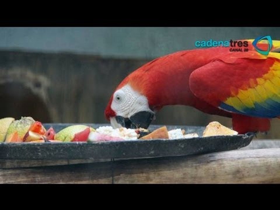 Dan paletas de hielo a animales del zoológico del Centenario en Yucatán