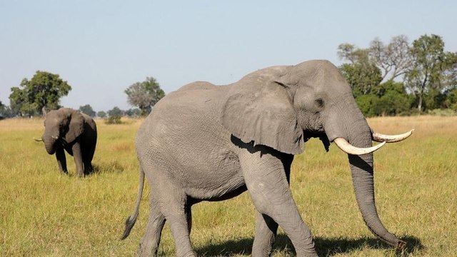 African ivory trade to China thrives despite ban: report