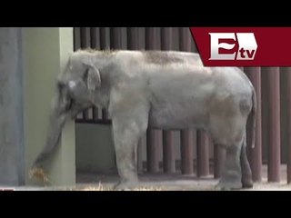 Parque ecológico de Ecatepec acoge a Benny, majestuoso elefante asiático de 31 años/ Comunidad