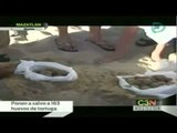 Rescata 163 huevos de dos nidos de tortugas marinas en Mazatlán