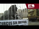 Análisis sobre la ley que prohíbe el uso de animales en espectáculos en el Circo