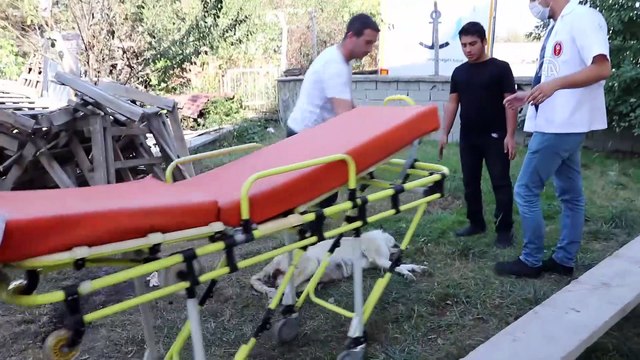 Sokak hayvanları için tam donanımlı ambulans - BOLU