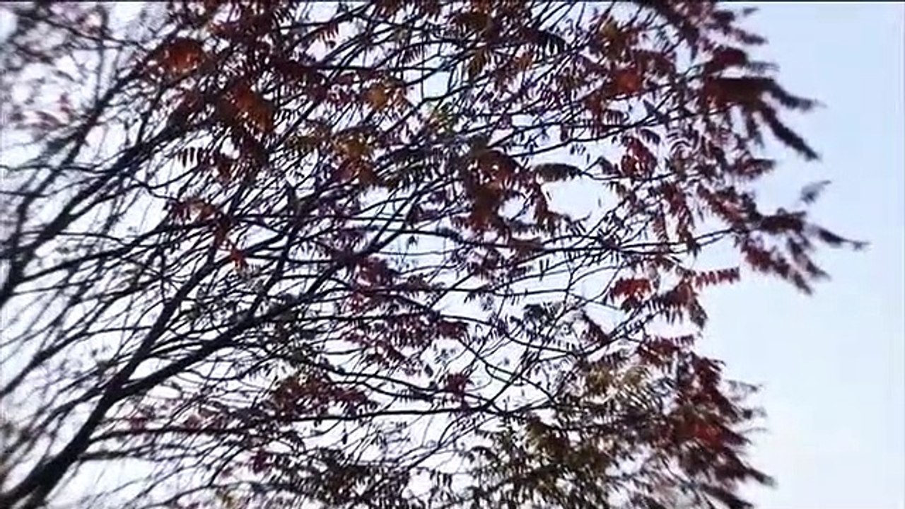 Paranormal Survivor S04E06