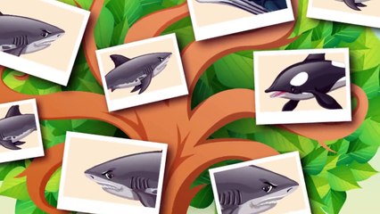 Hat sich der Megalodon zum Großen Weißen entwickelt?