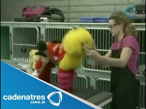 Estilista pinta de colores a los perros / moda para perros / pintan perros de colores