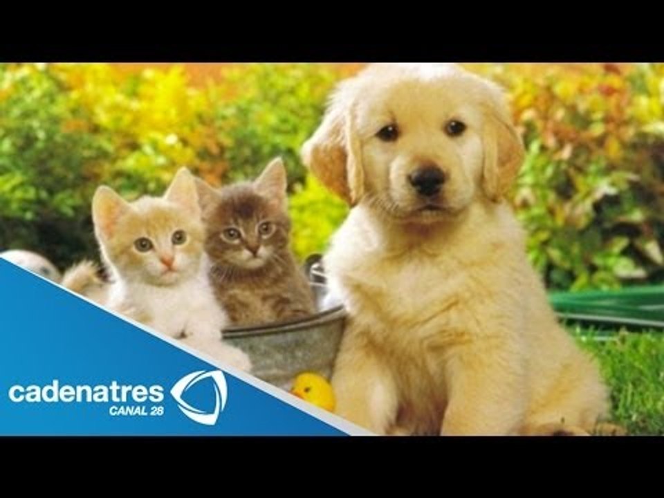 Beneficios de tener una mascota / Benefits of owning a pet