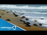 Llegan tortugas a playas de Oaxaca / Buenas noticias del 03 de Julio 2013