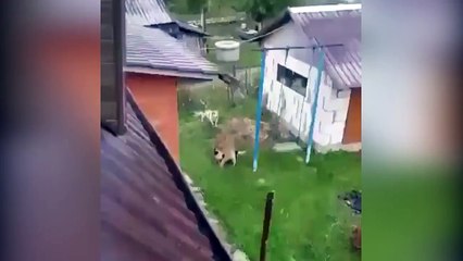 Evden kaçan puma, evcil köpeklere saldırdı