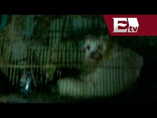 VIDEO: Mujer encierra perros en jaulas de pájaros  / Vianey Esquinca