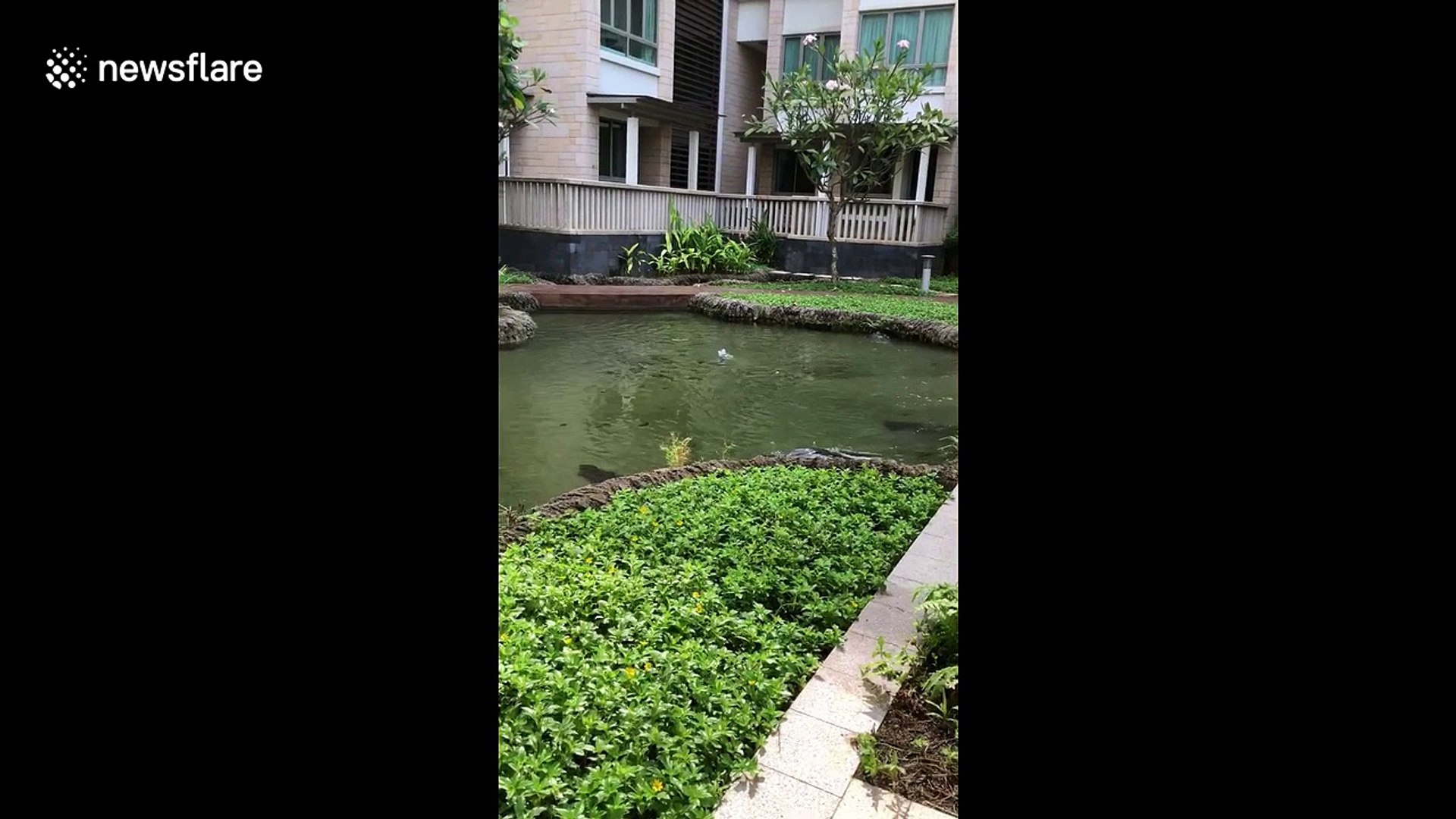 ⁣British woman amazed by two otters swimming in her apartment's pool