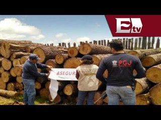 Asegura Profepa más de 3 mil metros cúbicos de madera en Michoacán  / Nacional