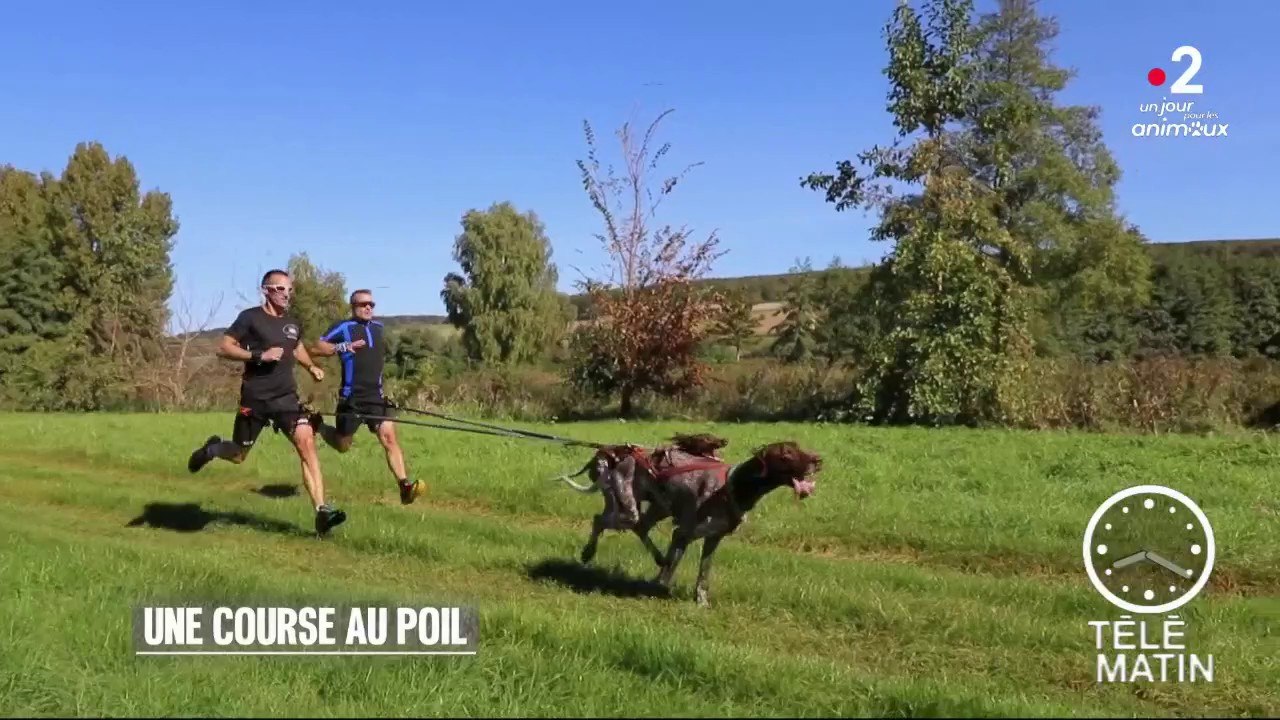 Sport - Canicross
