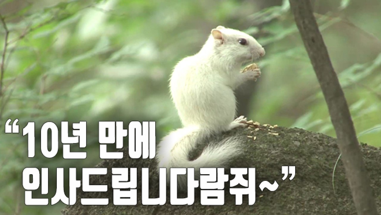 [자막뉴스] 10년 만에 발견된 흰 다람쥐 설악산서 포착