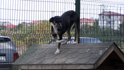 Engelli sokak köpekleri hayata sevgiyle tutunuyor - ORDU