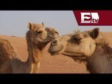 Camellos se convierten en  mascota de un parque industrial en Chihuahua / Todo México