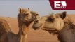 Camellos se convierten en  mascota de un parque industrial en Chihuahua / Todo México