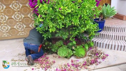 Garden service and Maintenance in Santa Barbara