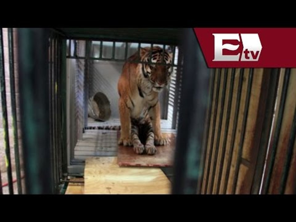 Rescatan al tigre 'Cucho' en Veracruz; tenía parálisis en sus patas / Vianey Esquinca