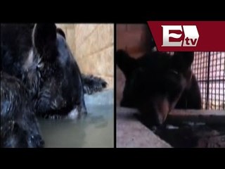 "Invictus" oso mutilado en circo tiene nueva mandíbula / Héctor Figueroa