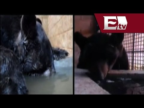 Invictus oso mutilado en circo tiene nueva mandíbula / Héctor Figueroa