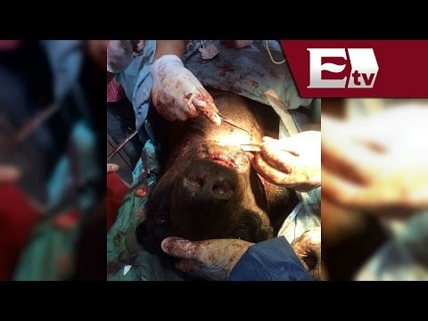 Reconstruyen maxilar de Oso negro rescatado de un circo / Oso Invictus