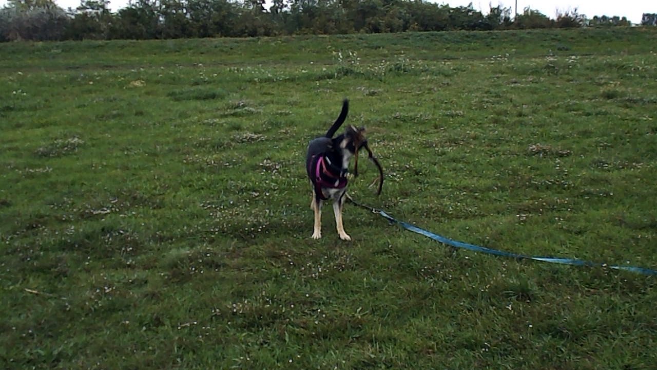 Stella playing - Cilistov sept 18, 02