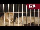 Rescatan a dos leones abandonados en Yucatán / Todo México