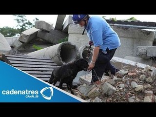 Cómo trabaja un perro rescatista / How works a dog rescuer