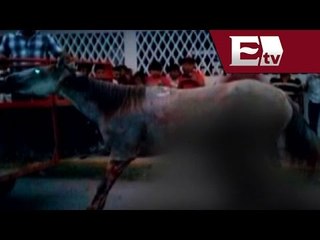 Sangriento torneo de lazo en Yucatán ( Denuncia ciudadana) / Vianey Esquinca