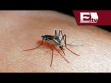 Preocupa más el virus de chikungunya que el ébola: Secretaría de Salud / Vianey Esquinca