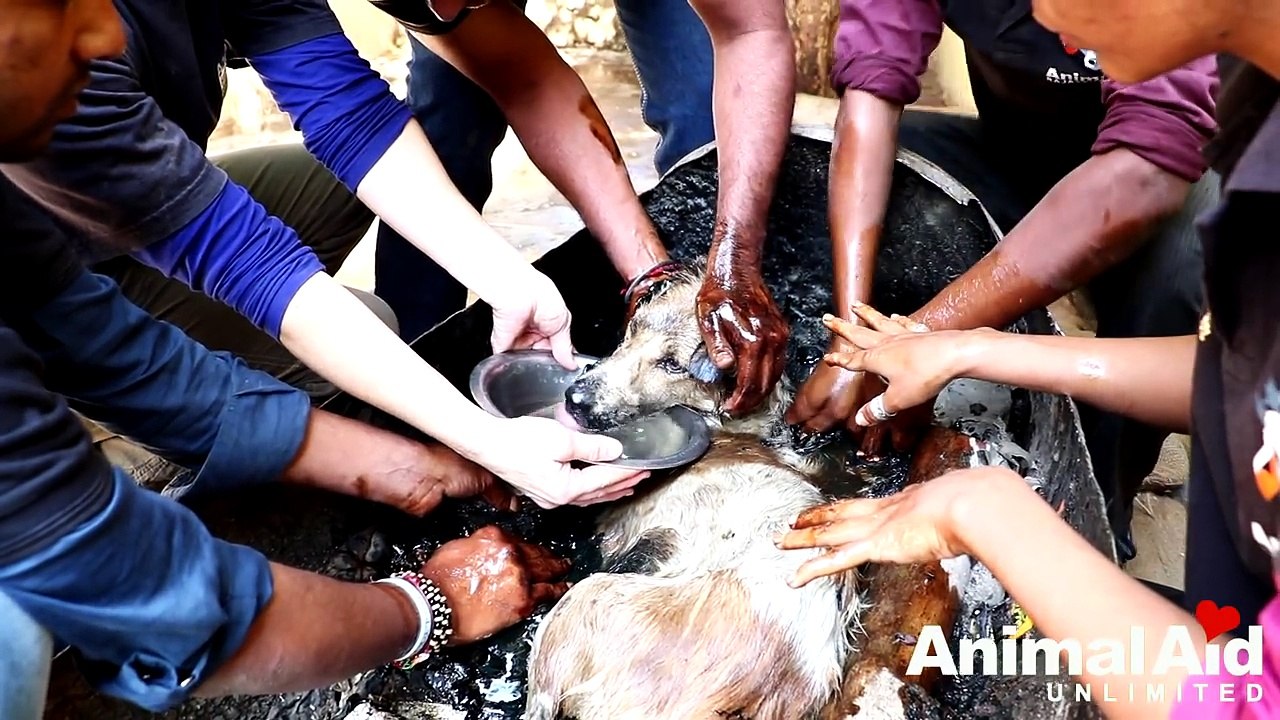 Ce chien errant a été découvert recouvert de goudron et incapable de bouger