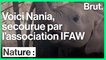 L'association IFAW a recueilli l'éléphanteau Nania