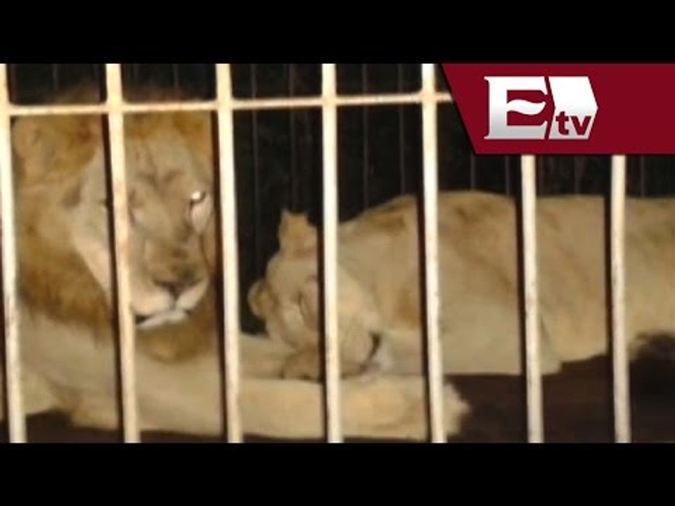 Rescatan a dos leones africanos abandonados en...