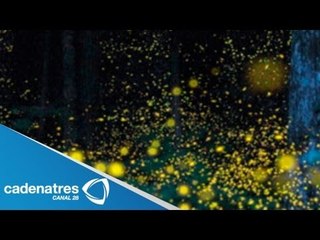 Santuario de luciérnagas de Tlaxcala ofrece un espectáculo durante ele verano