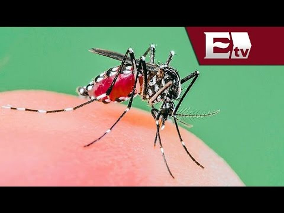 Lo que necesitas saber del virus Chikungunya/ Pascal