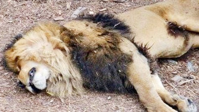 Gujarat Gir Forest में आखिर क्यों हो रही है Lions की Death, High court ने लगाई फटकार ।वनइंडिया हिंदी