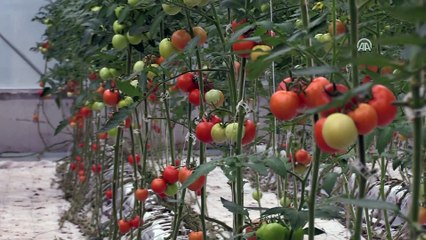 'Dijital tarım' ile hasadı öne çekti - SAMSUN